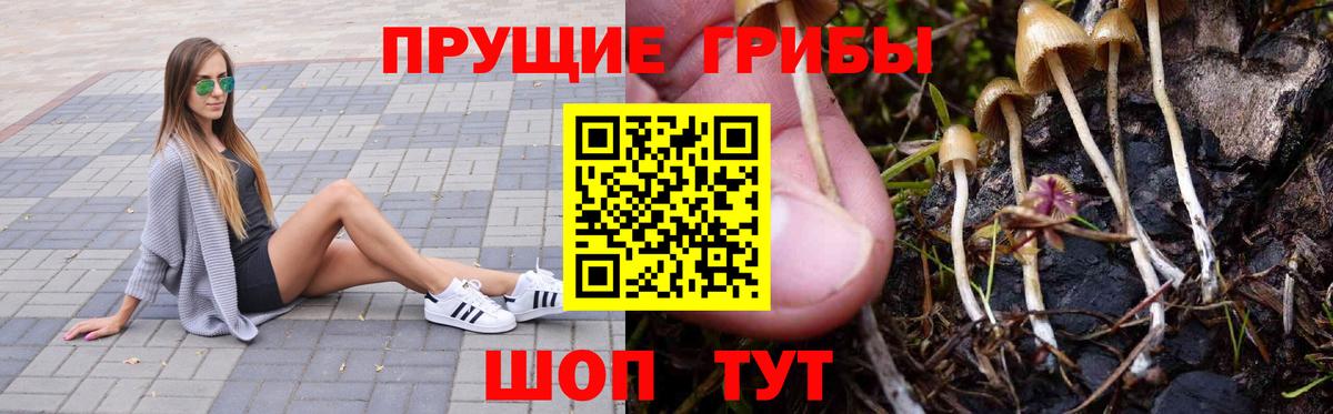 Псилоцибиновые грибы мицелий Черногорск